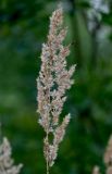 Calamagrostis epigeios