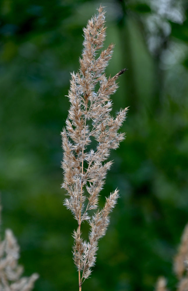 Image of Calamagrostis epigeios specimen.