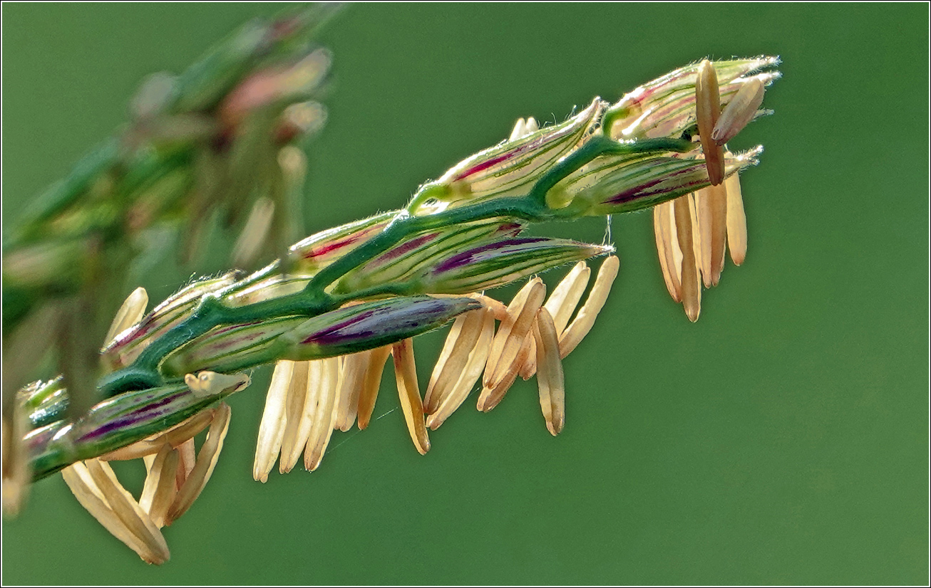 Image of Zea mays specimen.