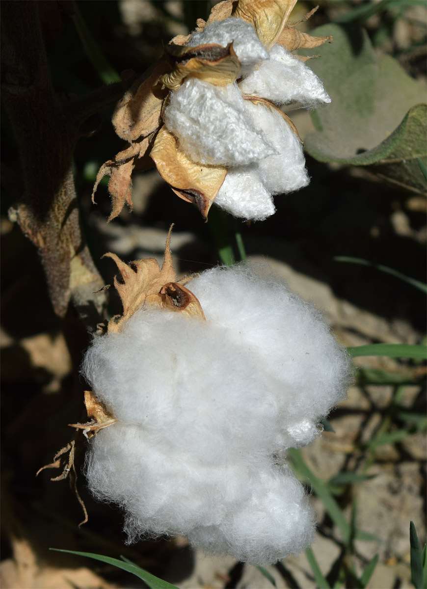 Image of Gossypium hirsutum specimen.