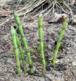 Equisetum palustre