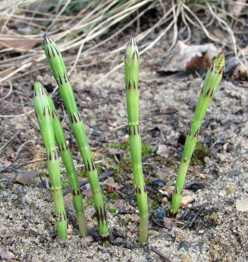 Image of Equisetum palustre specimen.