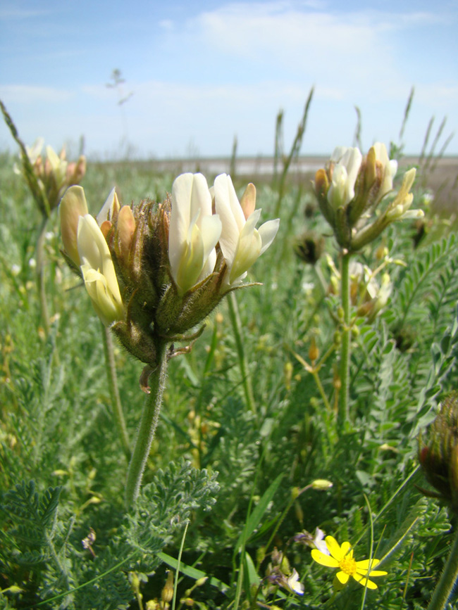 Изображение особи Astragalus reduncus.