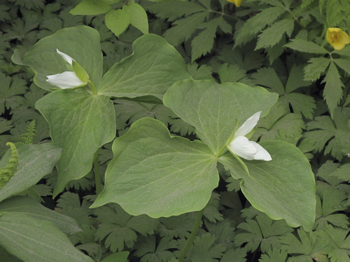 Image of Trillium × komarovii specimen.