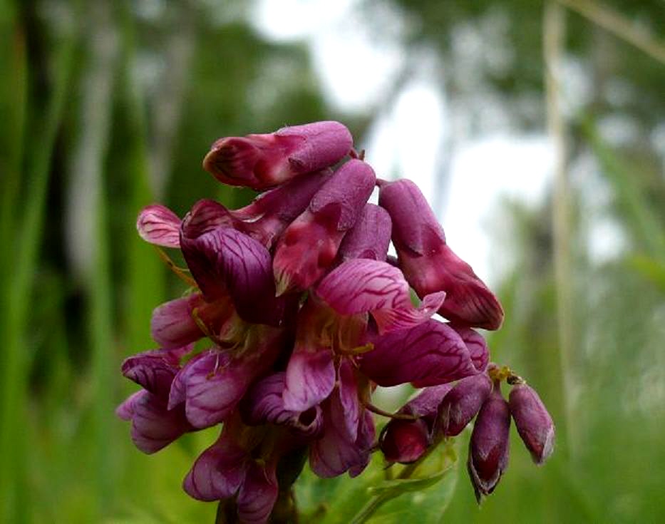 Image of Lathyrus pisiformis specimen.