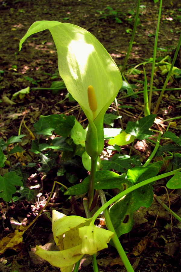 Image of Arum italicum ssp. albispathum specimen.