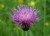 Cirsium heterophyllum. Соцветие. Московская обл., Раменский р-н, окр. дер. Хрипань, разнотравье под высоковольтной линией. 27.06.2004.