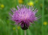 Cirsium heterophyllum