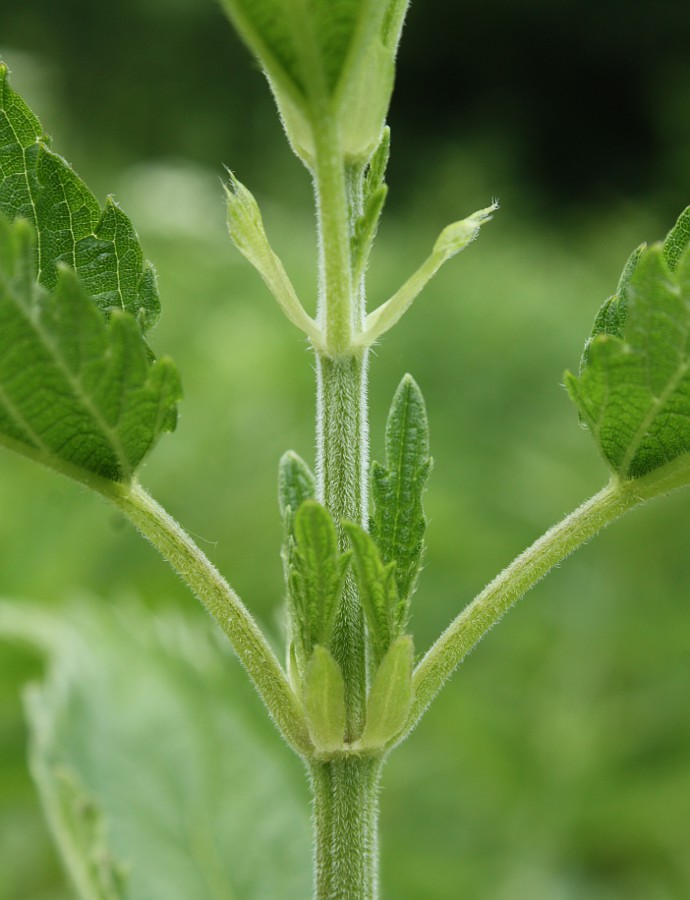 Изображение особи Urtica galeopsifolia.