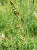 Festuca valesiaca. Соцветие. Крым, Симферопольский р-н, окр. с. Краснолесье, сенокосный луг у дороги. 21 июня 2011 г.