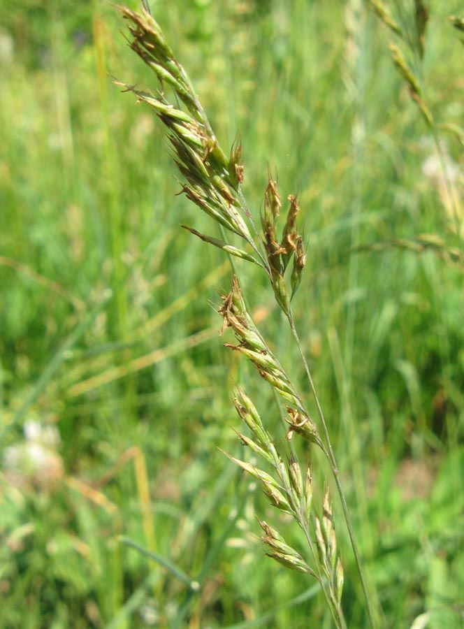 Изображение особи Festuca valesiaca.