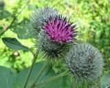 Arctium tomentosum. Цветущее и нераскрывшиеся соцветия. Крым, Симферопольский р-н, Сосновка. 25 июля 2011 г.