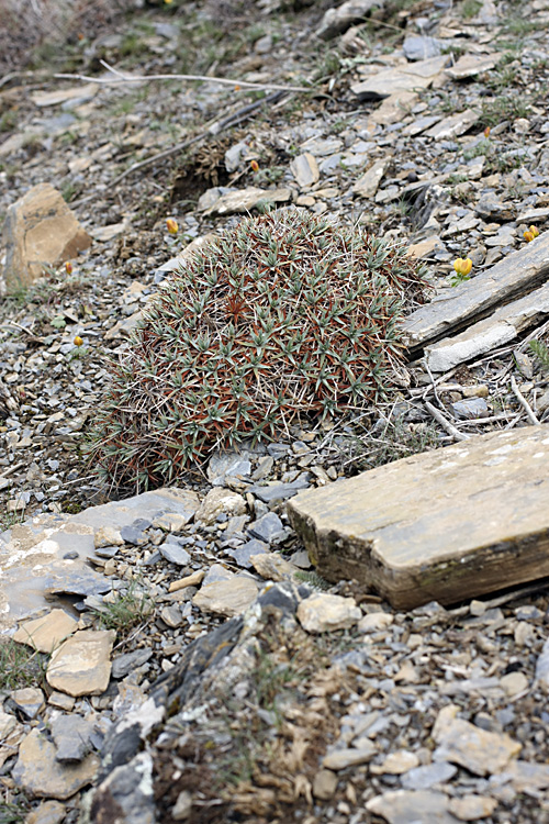 Image of Acantholimon tataricum specimen.