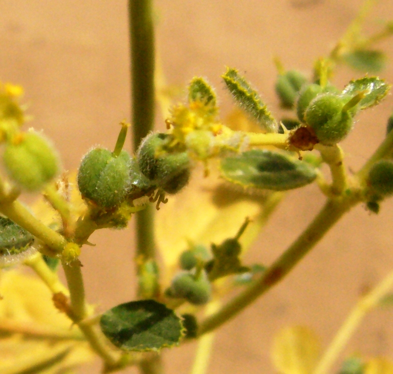Image of Euphorbia cheirolepis specimen.