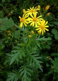 Senecio argunensis