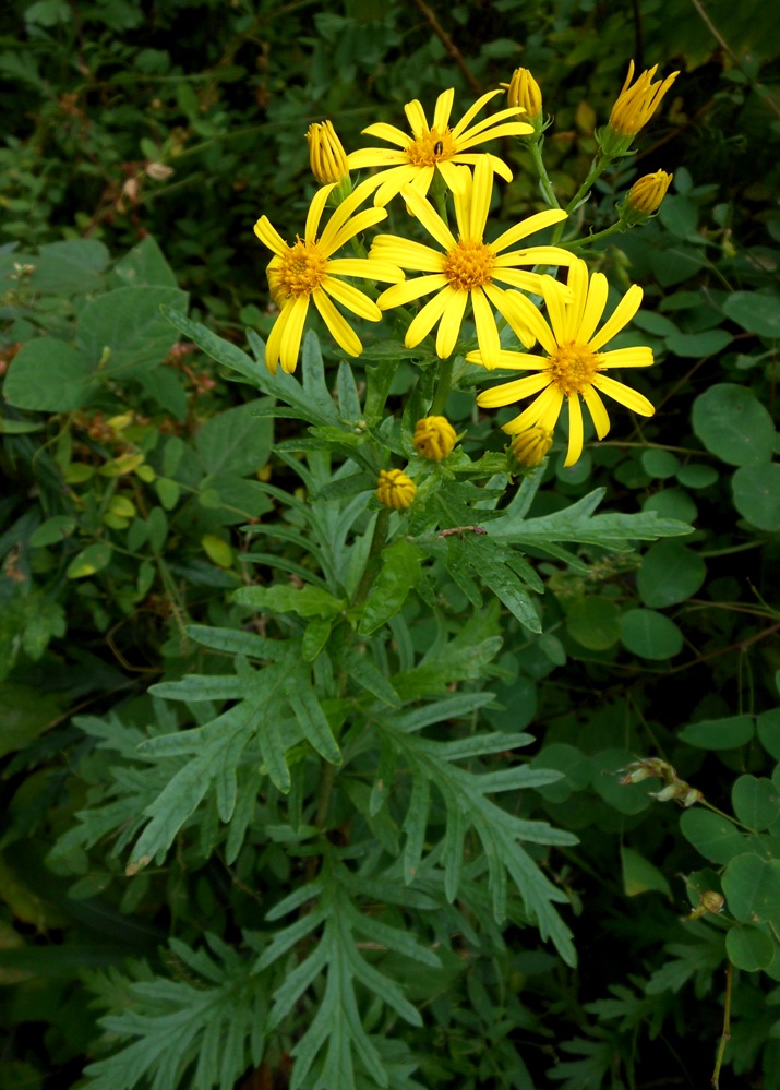 Изображение особи Senecio argunensis.