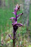 Dactylorhiza fuchsii