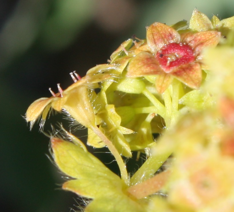 Изображение особи Alchemilla conglobata.