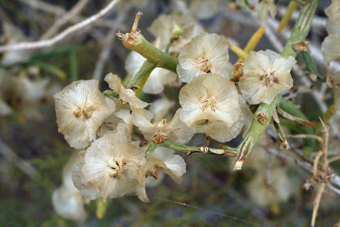 Изображение особи Halothamnus subaphyllus.