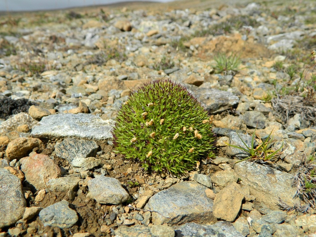 Image of Silene acaulis specimen.