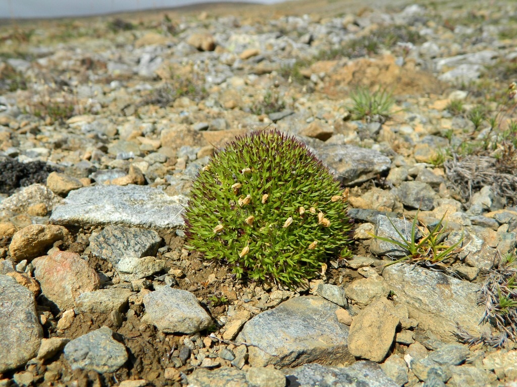 Изображение особи Silene acaulis.