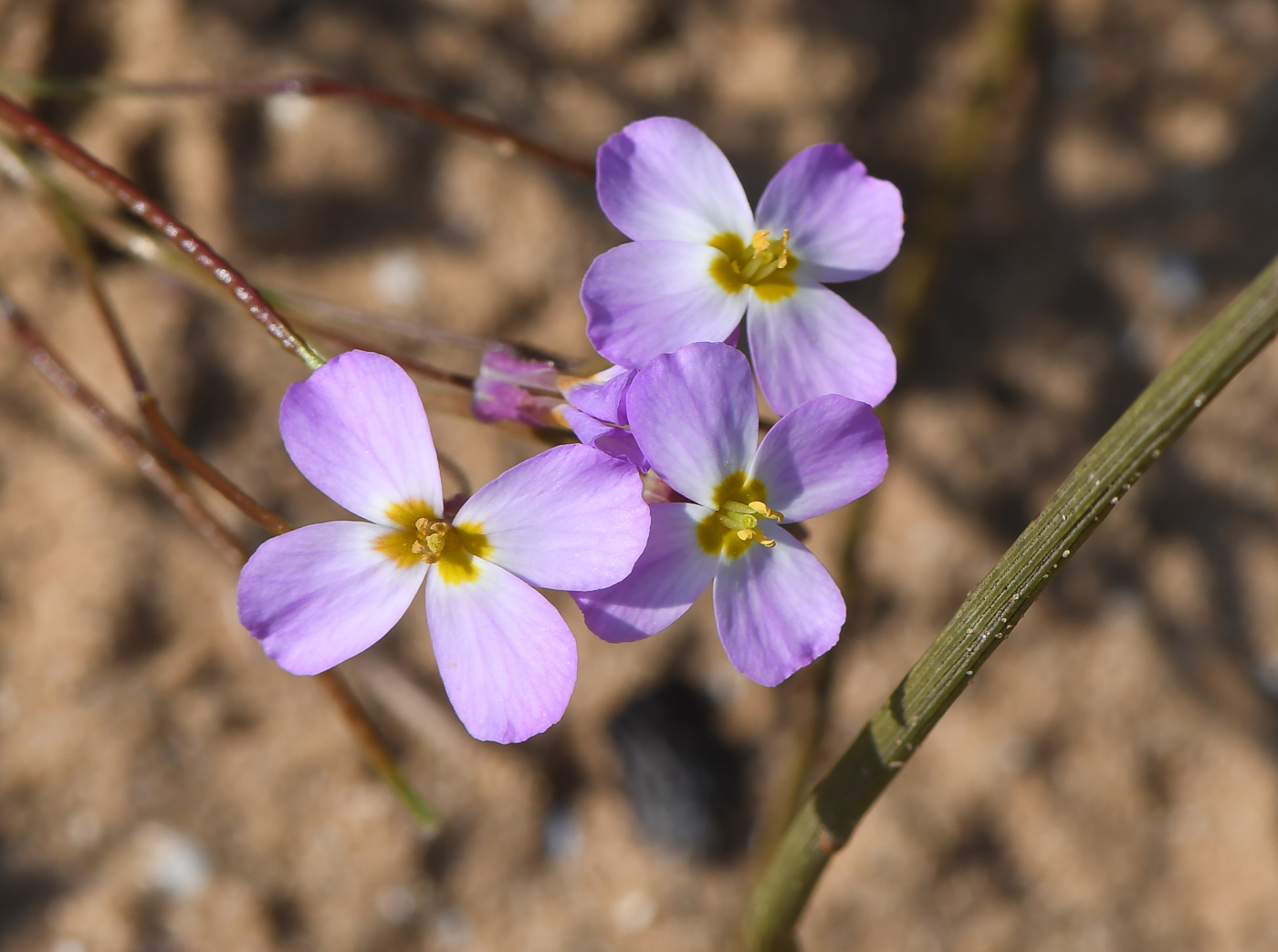 Image of Malcolmia pulchella specimen.