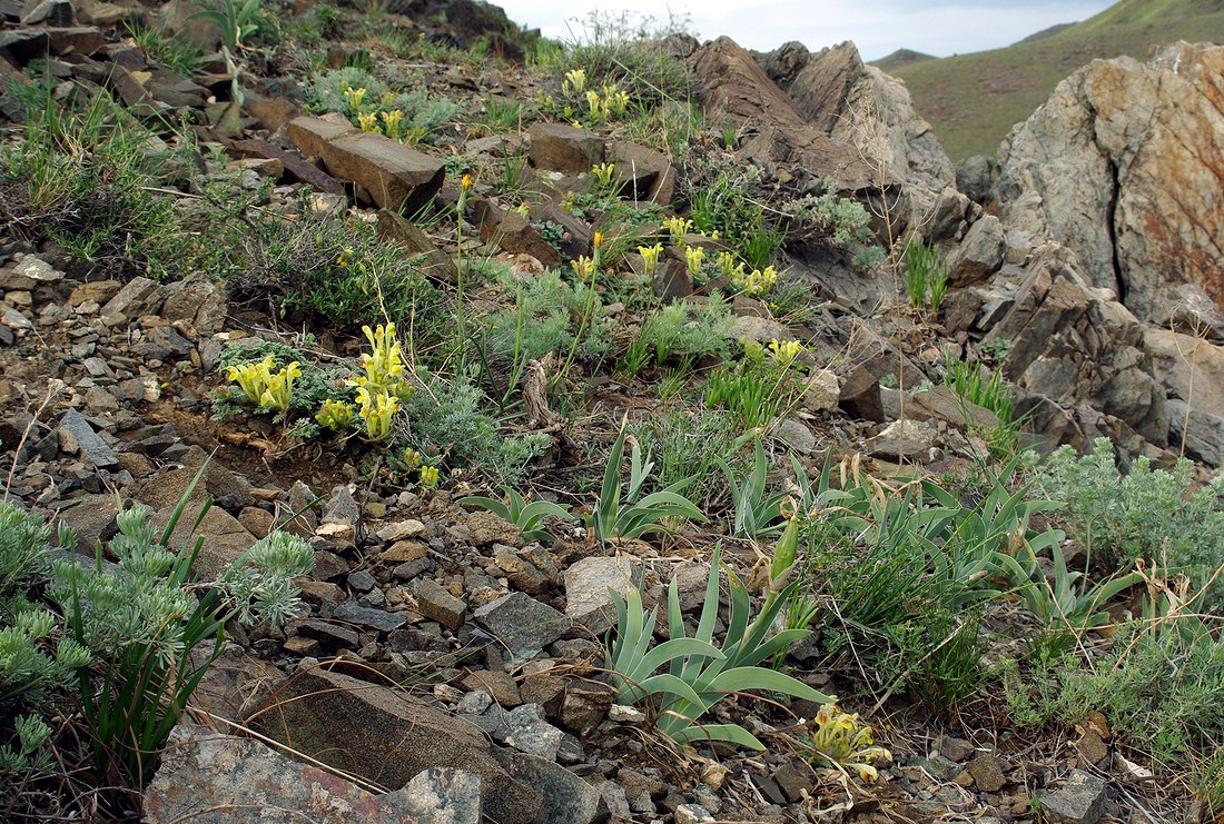 Image of Iris glaucescens specimen.