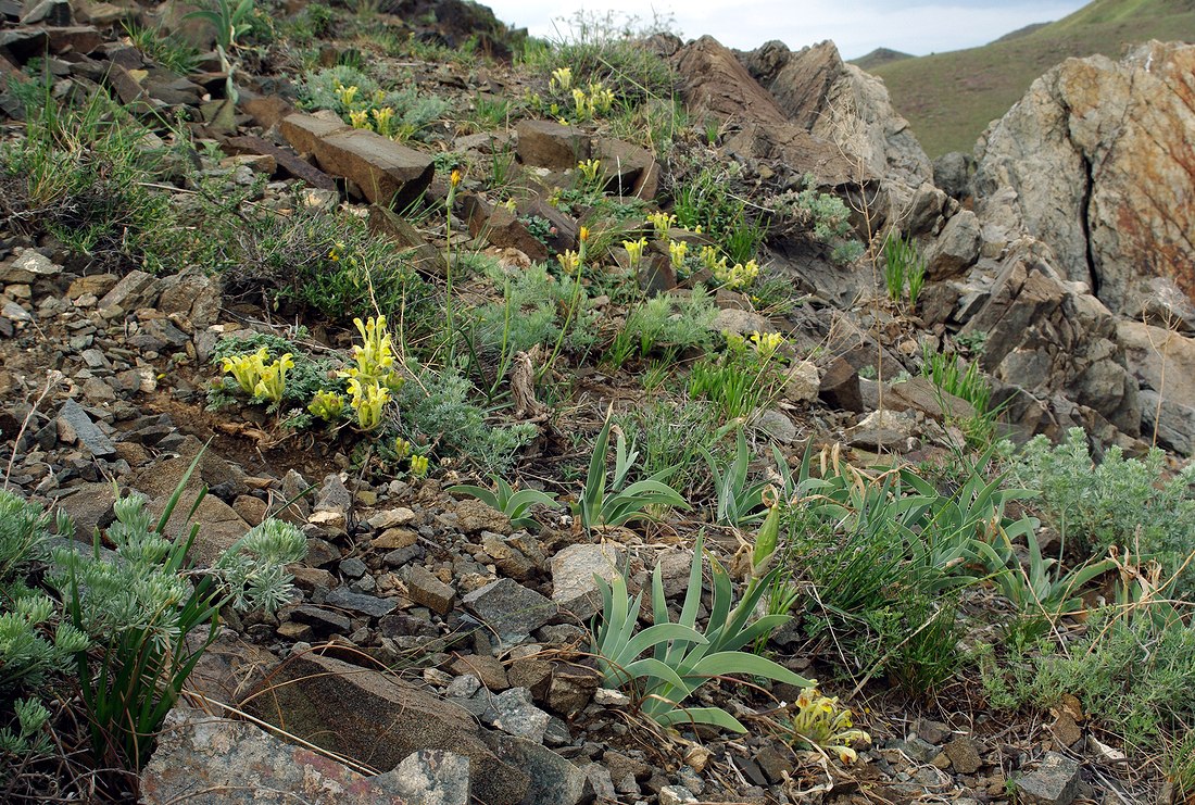 Изображение особи Iris glaucescens.