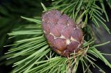 Larix sibirica