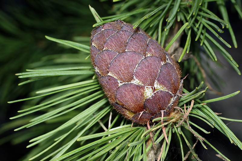 Image of Larix sibirica specimen.