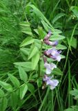 Vicia sepium