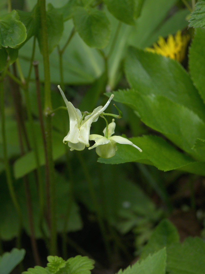 Image of Epimedium grandiflorum specimen.