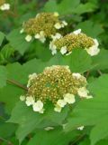 Viburnum opulus