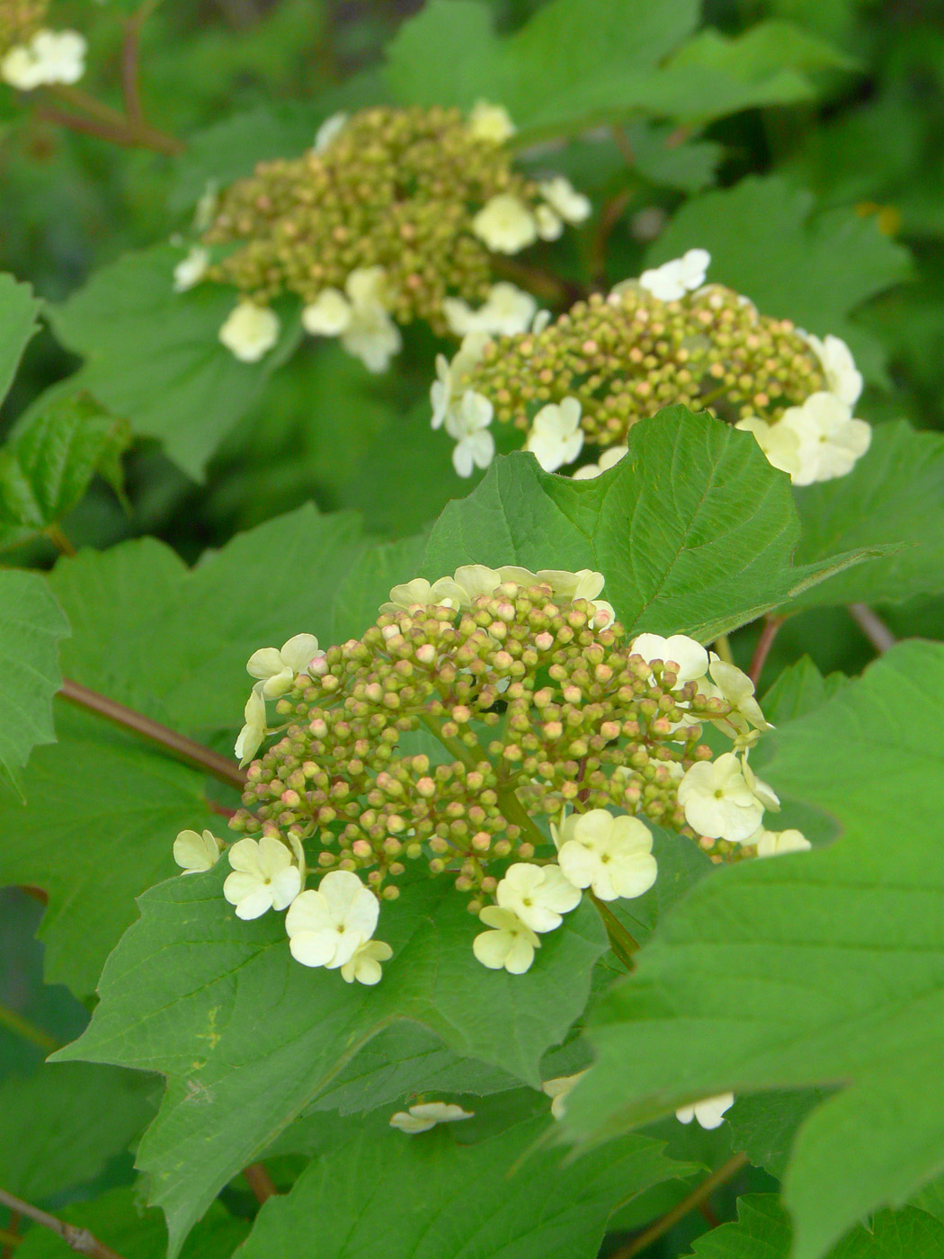 Image of Viburnum opulus specimen.