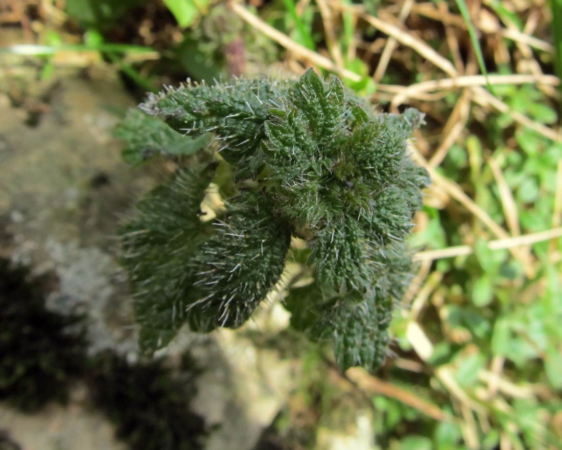 Image of genus Urtica specimen.