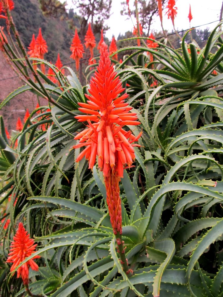 Image of Aloe arborescens specimen.