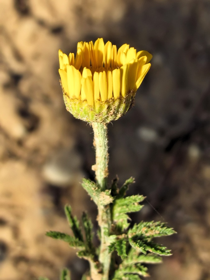 Изображение особи Anthemis tinctoria.