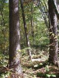 Pinus koraiensis