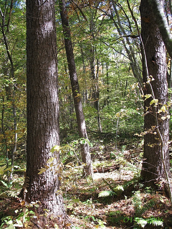 Image of Pinus koraiensis specimen.