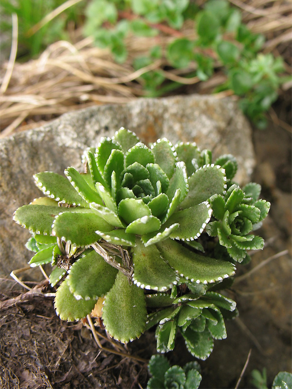 Image of Saxifraga paniculata specimen.