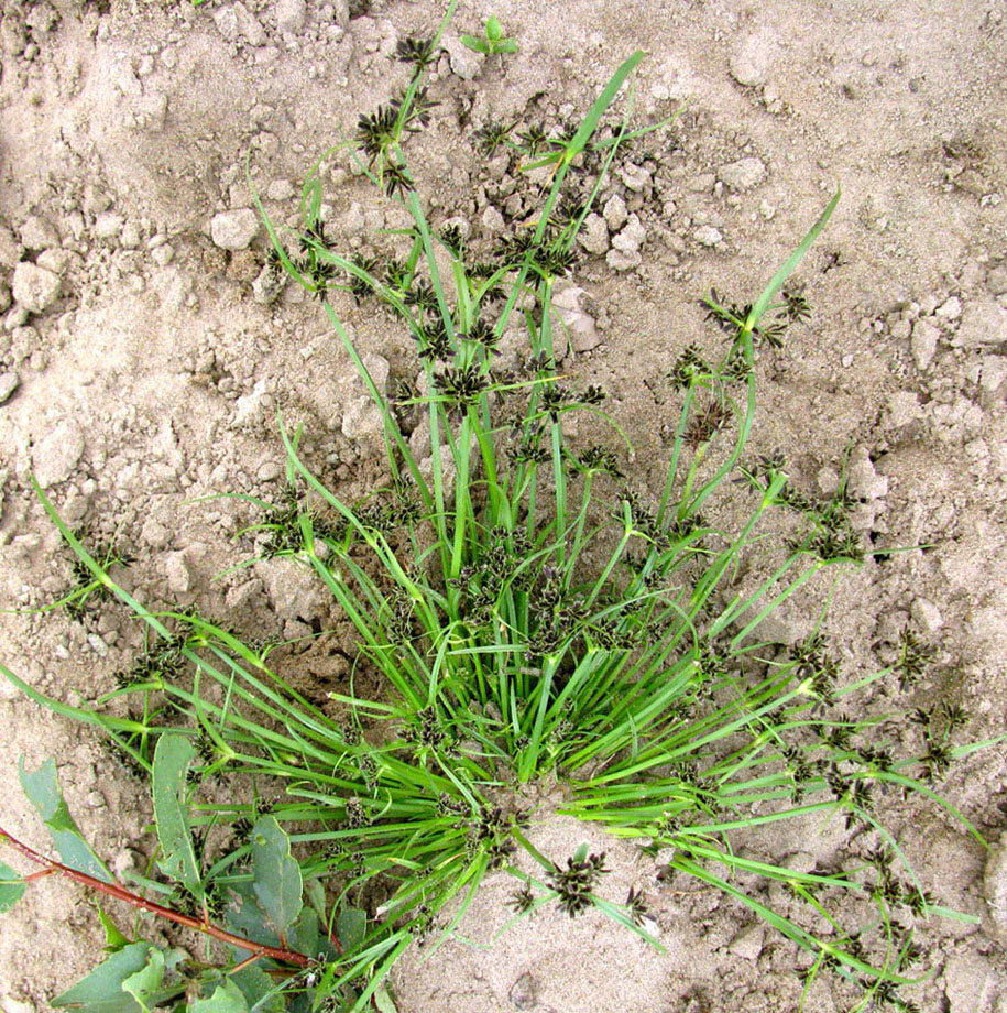 Image of Cyperus fuscus specimen.