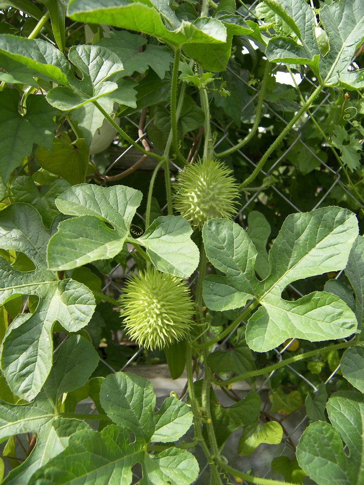 Image of Cucumis anguria specimen.