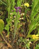 Leopoldia bicolor