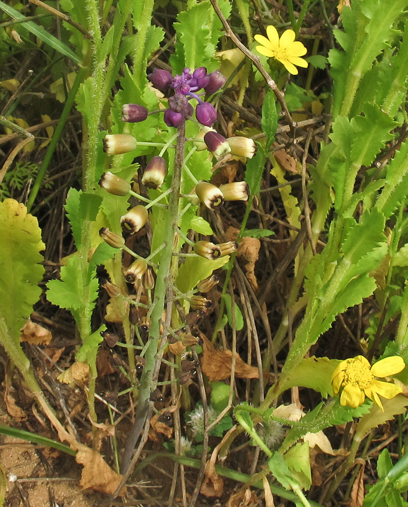 Image of Leopoldia bicolor specimen.