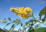 Buddleja × weyeriana. Соцветие на конце побега. Краснодарский край, Черноморское побережье, Новороссийск, пос. Абрау-Дюрсо, в культуре (в настоящее время растение в данном месте отсутствует). 2 ноября 2010 г.