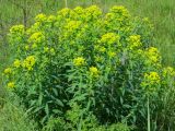 Euphorbia semivillosa. Цветущие растения. Украина, Донецкая обл., Артёмовский р-н, окр. с. Дроновка. 14.05.2012.