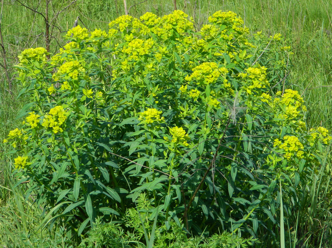 Изображение особи Euphorbia semivillosa.
