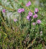 Erica tetralix. Верхушка цветущего растения (на переднем плане - побеги Calluna vulgaris). Норвегия, Люсе-фьорд, Прекестулен. 02.07.2008.