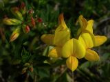 Lotus corniculatus