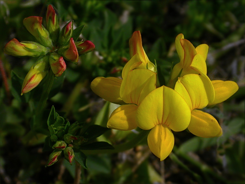 Изображение особи Lotus corniculatus.